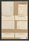 Licmophora hyalina (Kuetz.) Grun. (de-Toni-Nr.: Genus 86, Species 2967) Zeichnungen Sammlung Grunow Nr. 6028 (NHMW-BOT-W0374529)